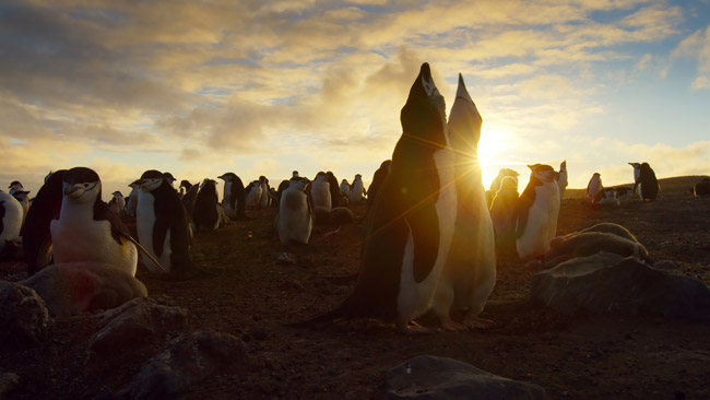 PlanetEarthII-penguins.jpg